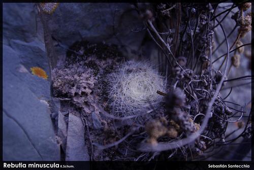 Rebutia minuscula