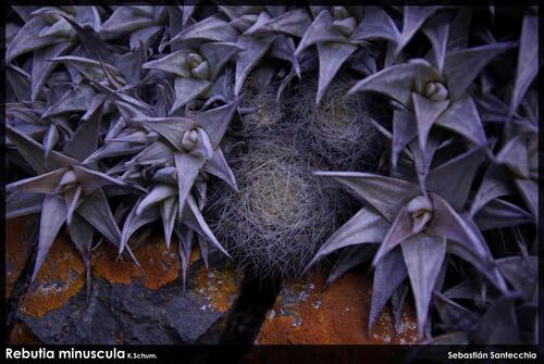 Rebutia minuscula