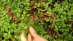 Matricaria discoidea