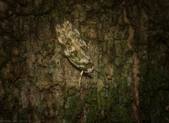 Barea chlorozona
