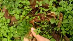 Matricaria discoidea