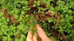 Matricaria discoidea