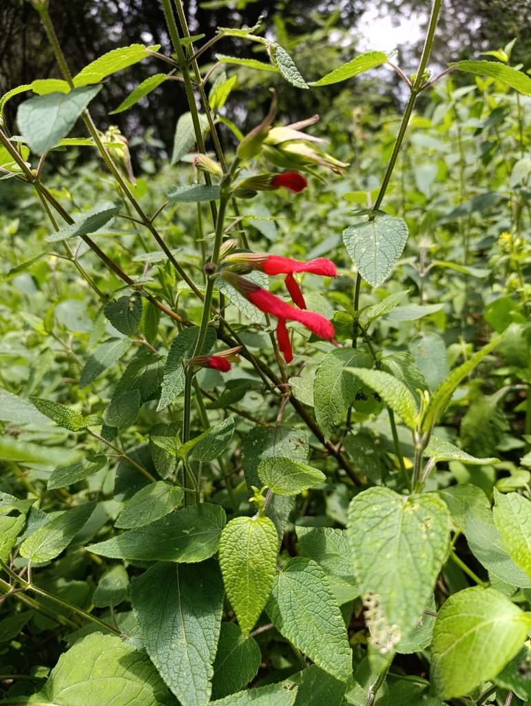 Cardinal Sage from Distrito Federal, MX on August 29, 2025 at 12:20 PM ...