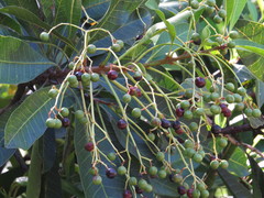 Buchanania arborescens