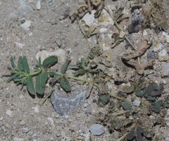 Euphorbia serrula