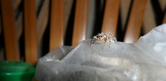 Salticinae