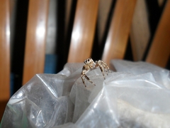 Salticinae