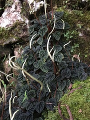 Peperomia caperata