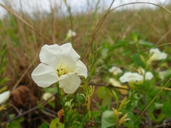 Asystasia gangetica