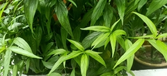 Clinacanthus nutans