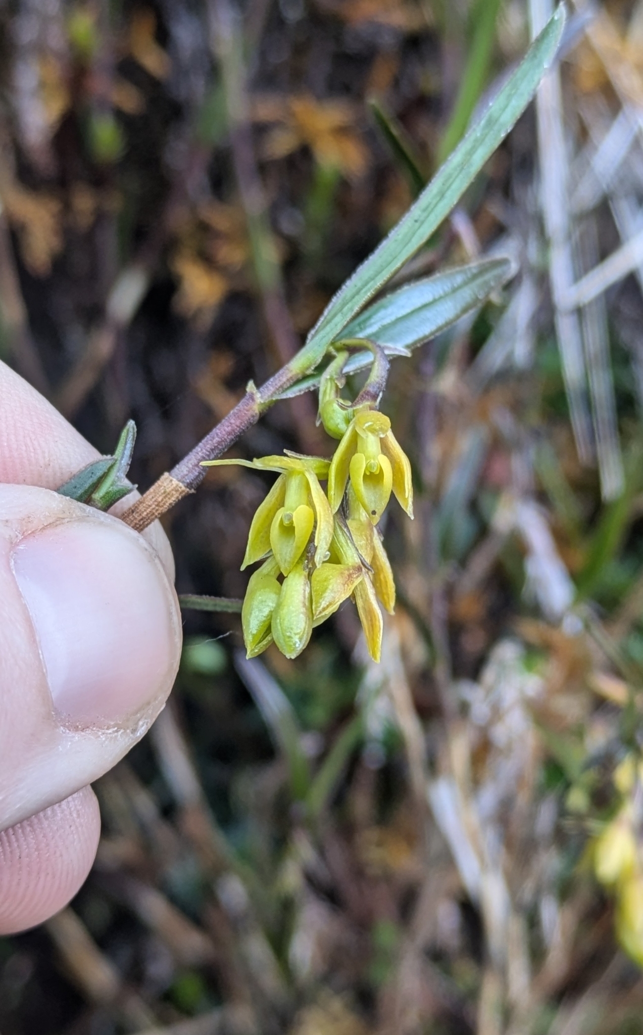 Epidendrum montispichinchense Hágsater & Dodson