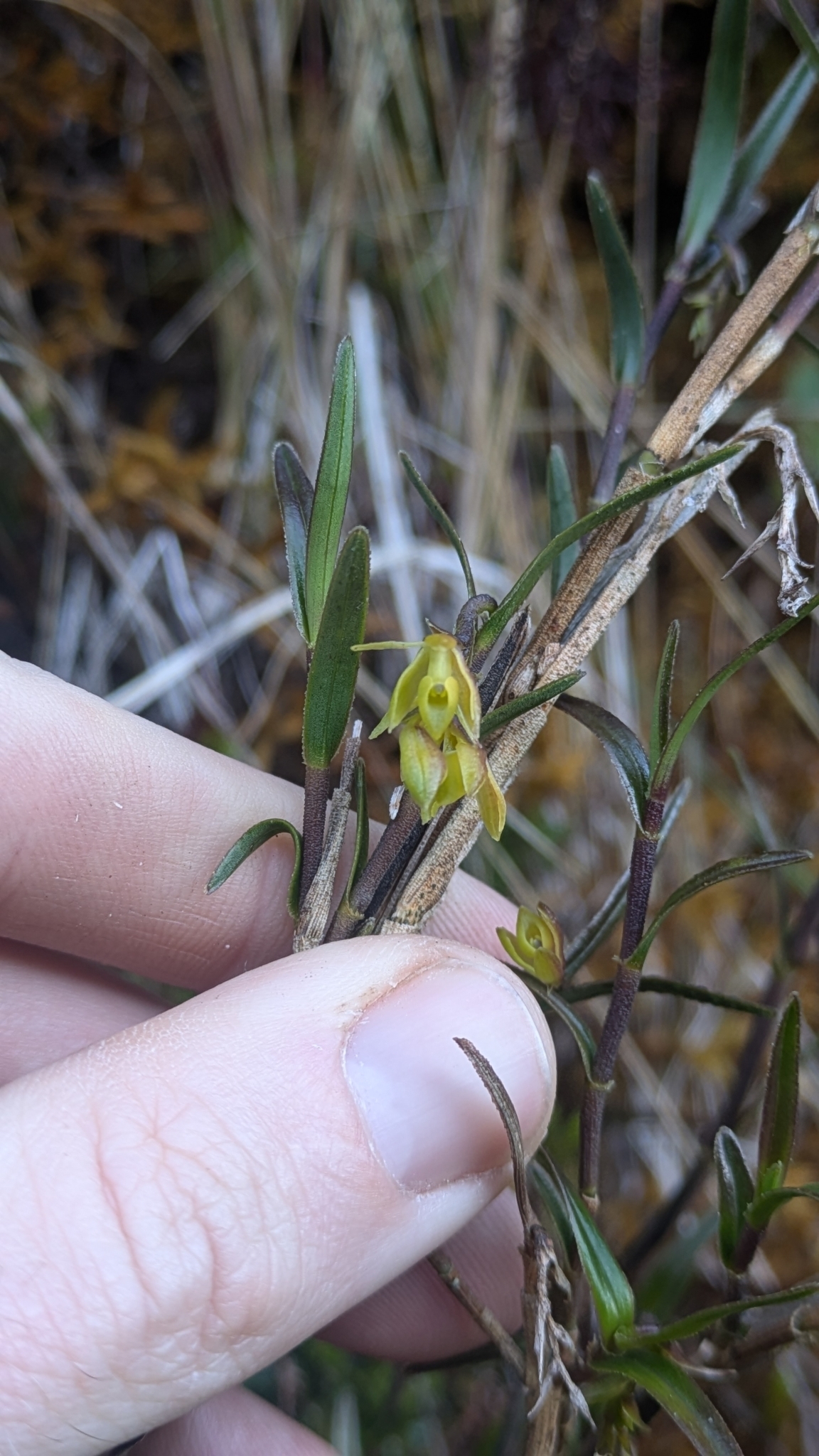 Epidendrum montispichinchense Hágsater & Dodson 3