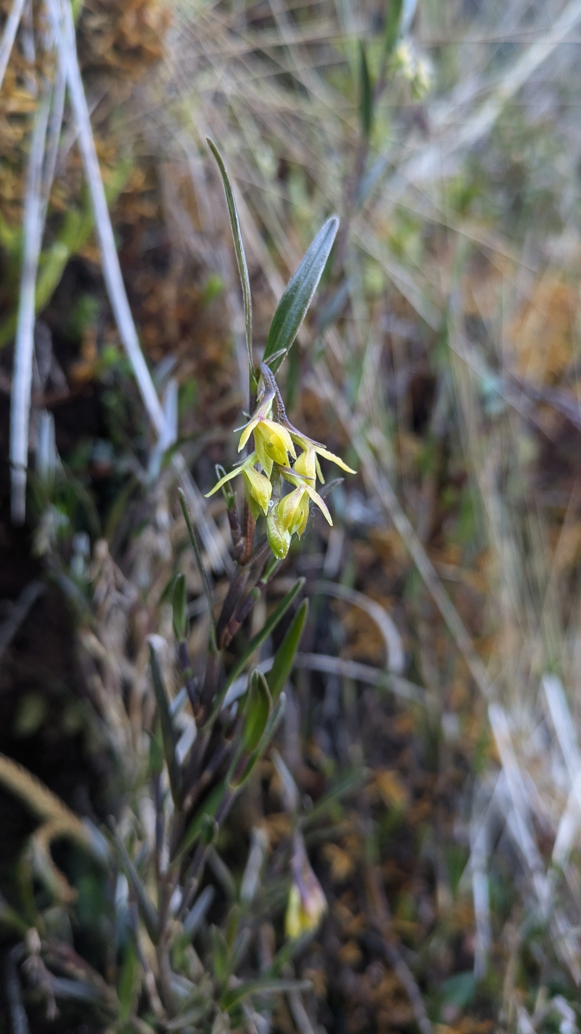 Epidendrum montispichinchense Hágsater & Dodson 4