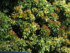 Buchanania arborescens