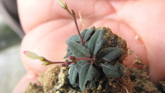 Spigelia genuflexa