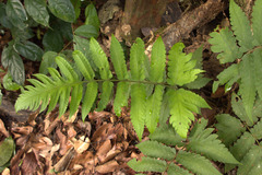 Pleocnemia irregularis