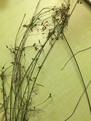 Fimbristylis annua