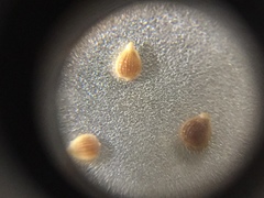 Fimbristylis annua
