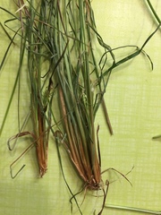 Fimbristylis annua