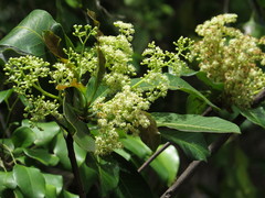 Buchanania arborescens