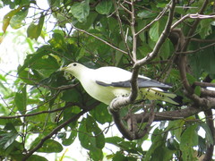 Buchanania arborescens