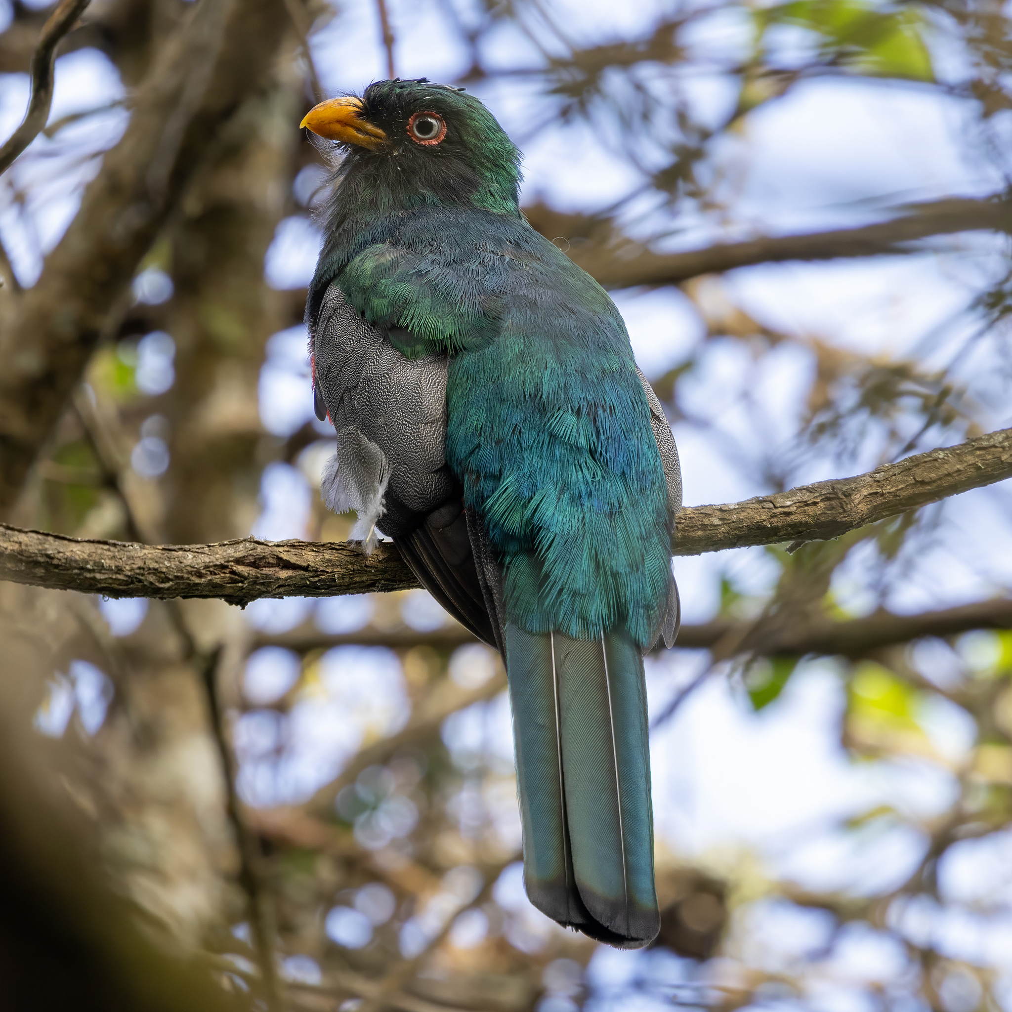 Ecuadorian Trogon (Trogon mesurus), photo 2