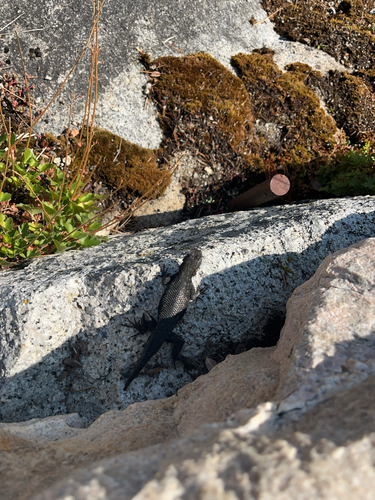 iNaturalist observation photo of Western Fence Lizard