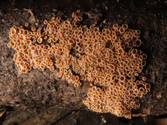 Merismodes anomala