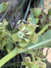 Pachycarpus asperifolius