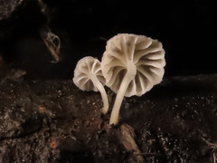 Phloeomana alba