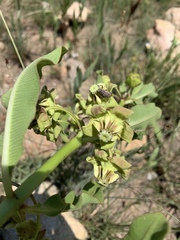 Pachycarpus asperifolius