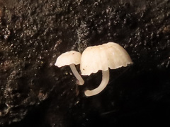 Phloeomana alba