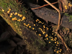 Hymenoscyphus calyculus