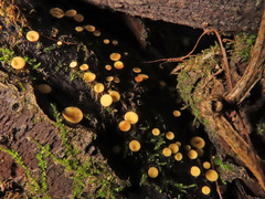 Hymenoscyphus calyculus