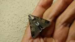 Melipotis famelica
