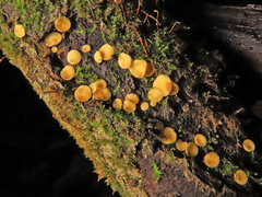 Hymenoscyphus calyculus