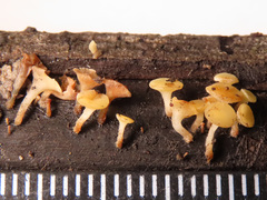 Hymenoscyphus calyculus