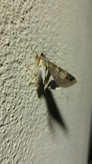 Melipotis famelica