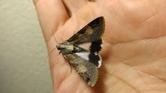 Melipotis famelica