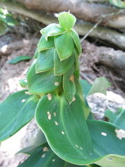 Dimerocostus argenteus
