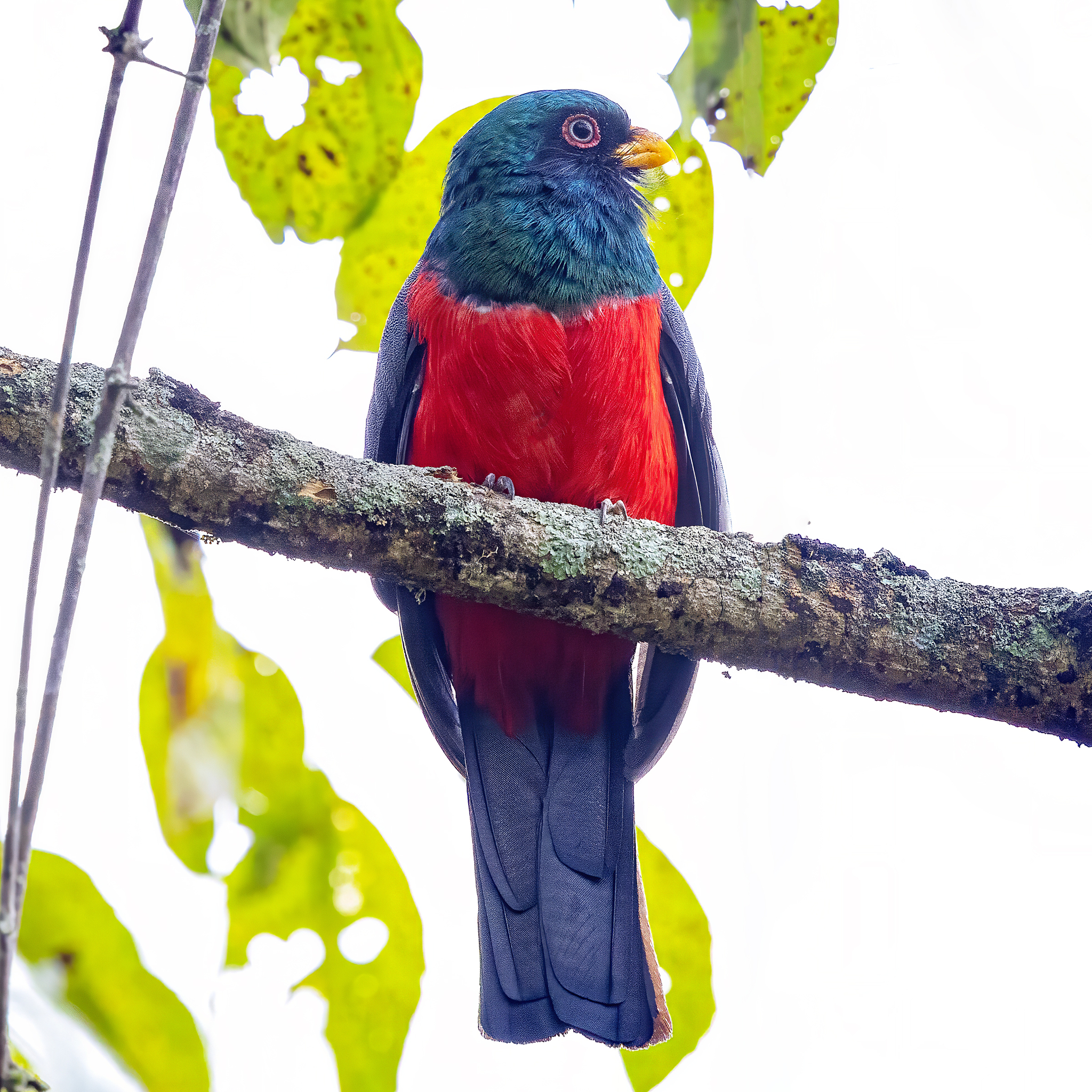 Ecuadorian Trogon (Trogon mesurus), photo 1
