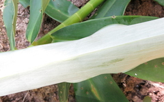 Dimerocostus argenteus