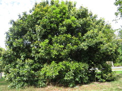 Buchanania arborescens