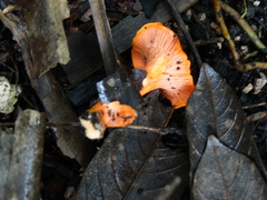 Cantharellus coccolobae