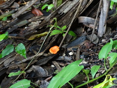Cantharellus coccolobae