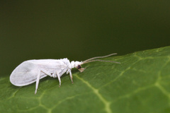 Conwentzia