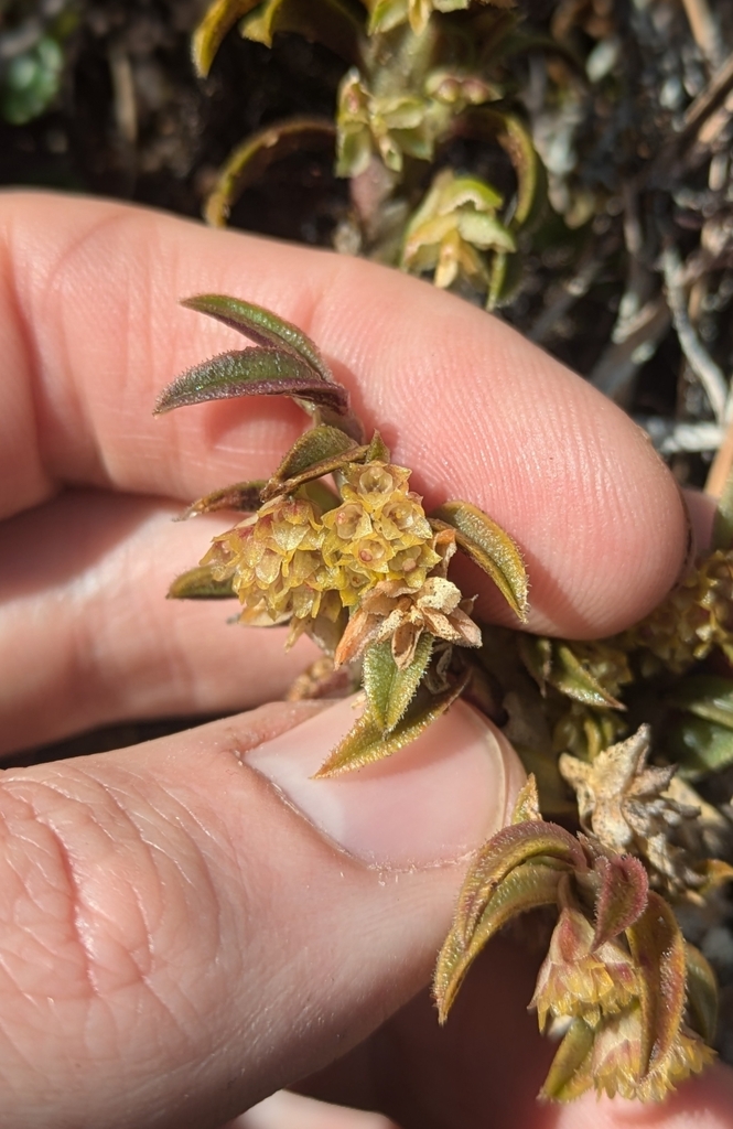 Fernandezia hispidula