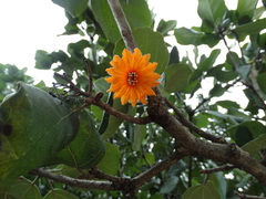 Cordia dodecandra