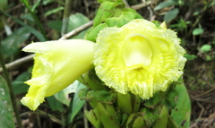 Dimerocostus argenteus