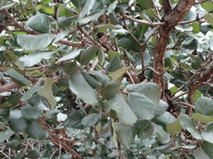 Cordia dodecandra